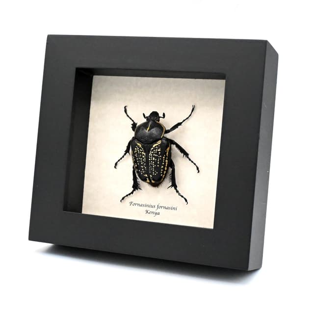Large black and gold Scarab beetle framed taxidermy - Fornasinius fornasini - female