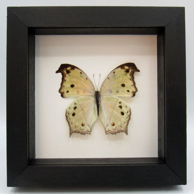 Mother of Pearl framed taxidermy butterfly - Salamis parhassus