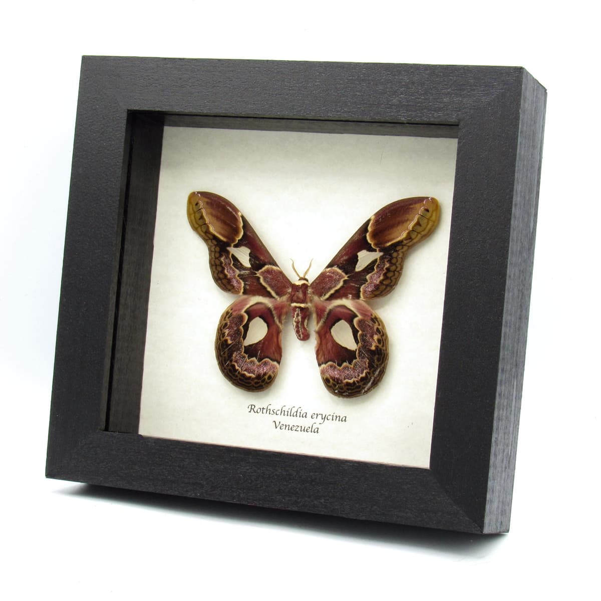 Real Rothschild's Silk moth framed taxidermy - Rothschildia erycina - 2