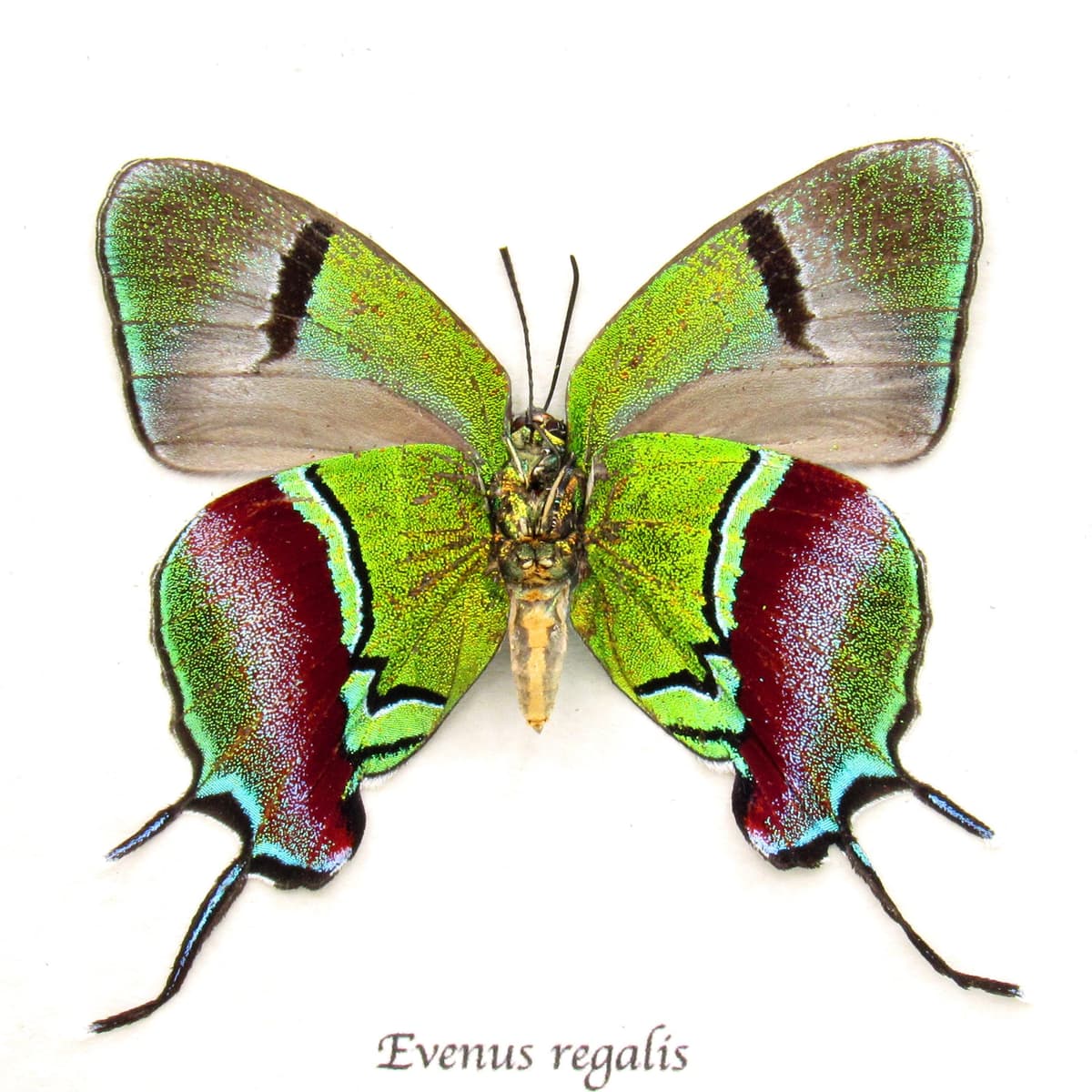 Real XL female metallic green butterfly framed taxidermy - Evenus regalis