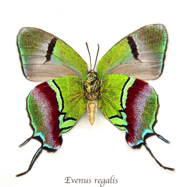 Real XL female metallic green butterfly framed taxidermy - Evenus regalis