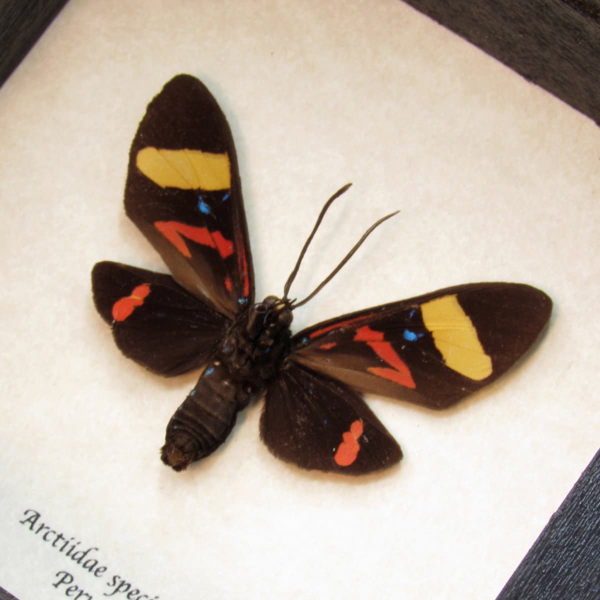 Real Day Flying moth framed taxidermy - Arctiidae species