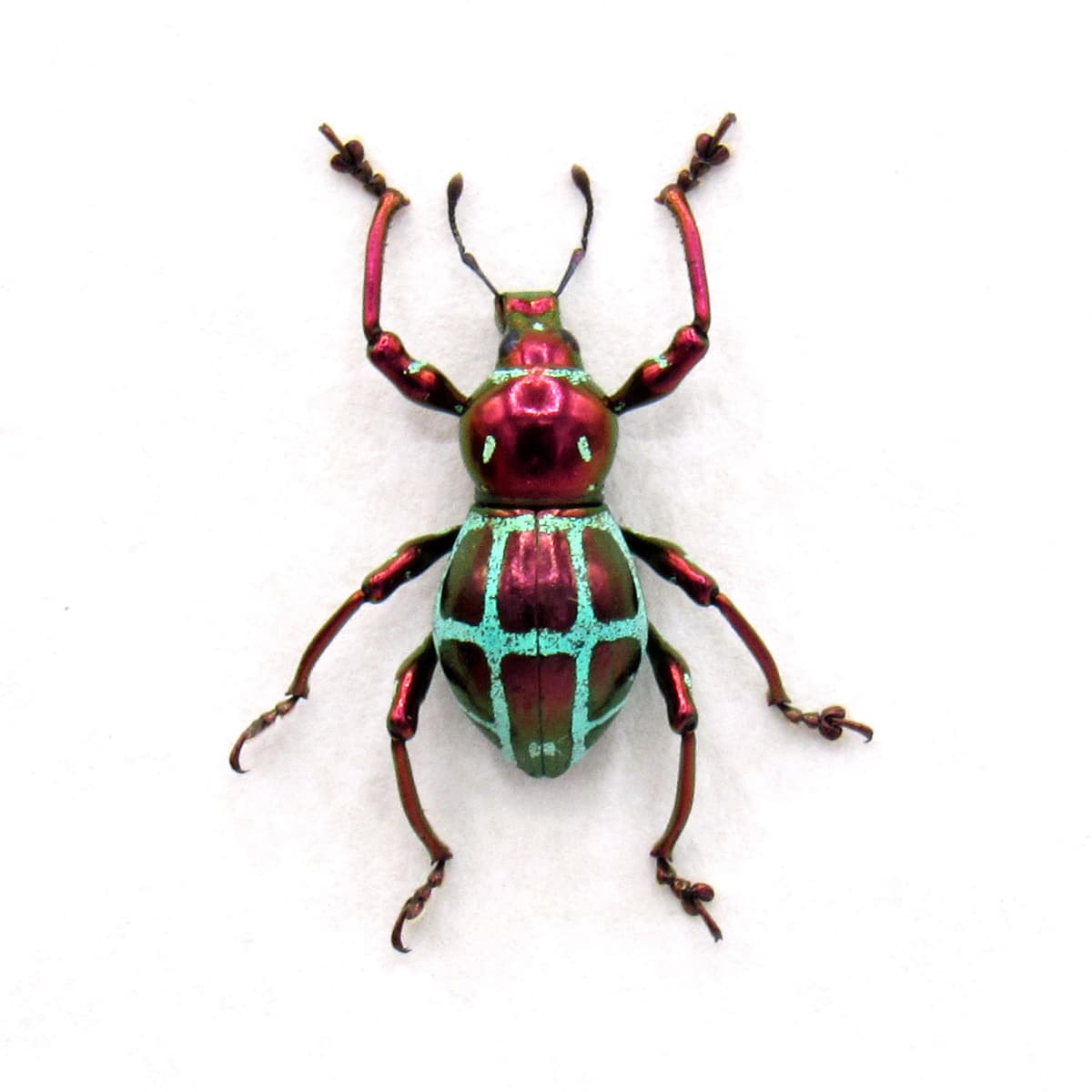 Real metallic red weevil beetle framed specimen - Pachyrhynchus rochaorum