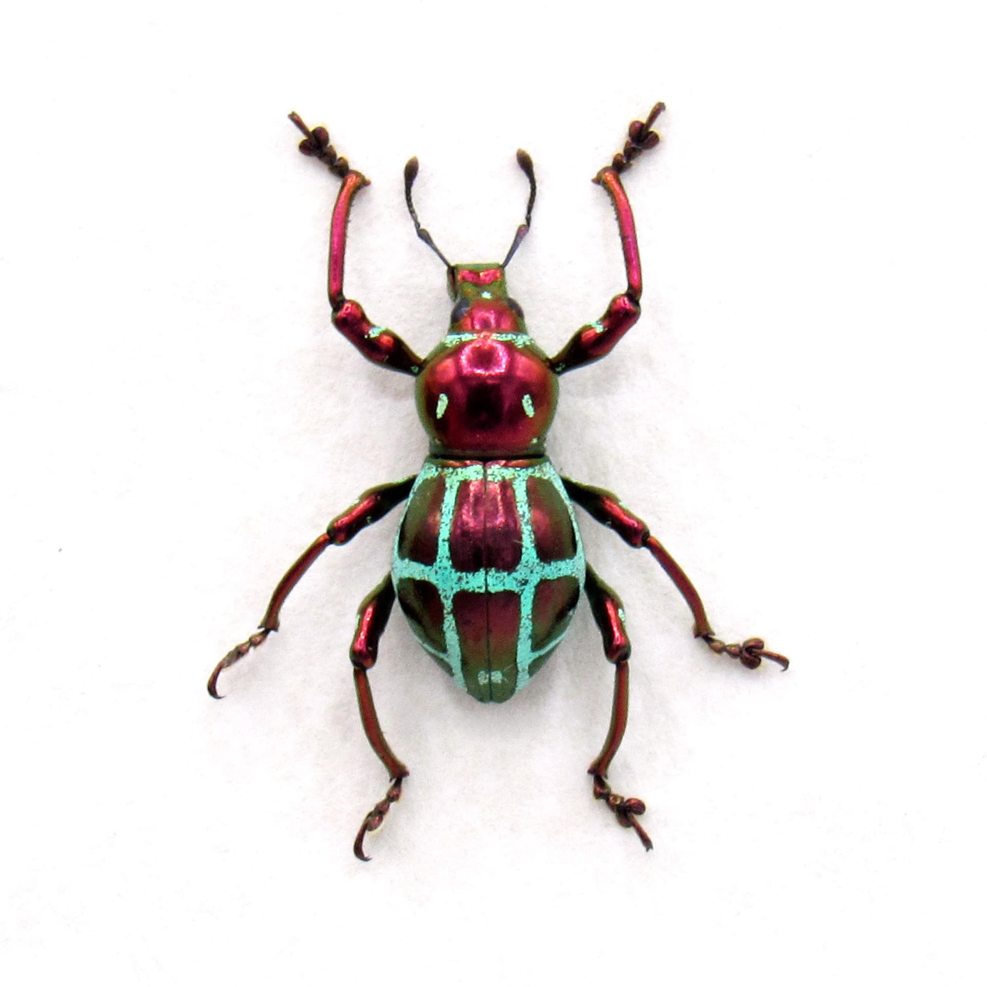 Real metallic red weevil beetle framed specimen - Pachyrhynchus rochaorum