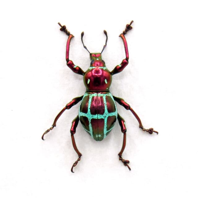 Real metallic red weevil beetle framed specimen - Pachyrhynchus rochaorum