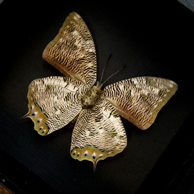 Real Snake butterfly framed taxidermy - Anaea cyanea