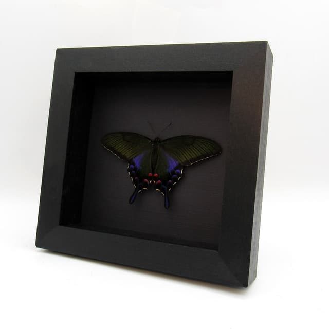 Rare black Peacock butterfly framed taxidermy - Papilio bianor dehaani - female - Spring form - Victorian mount