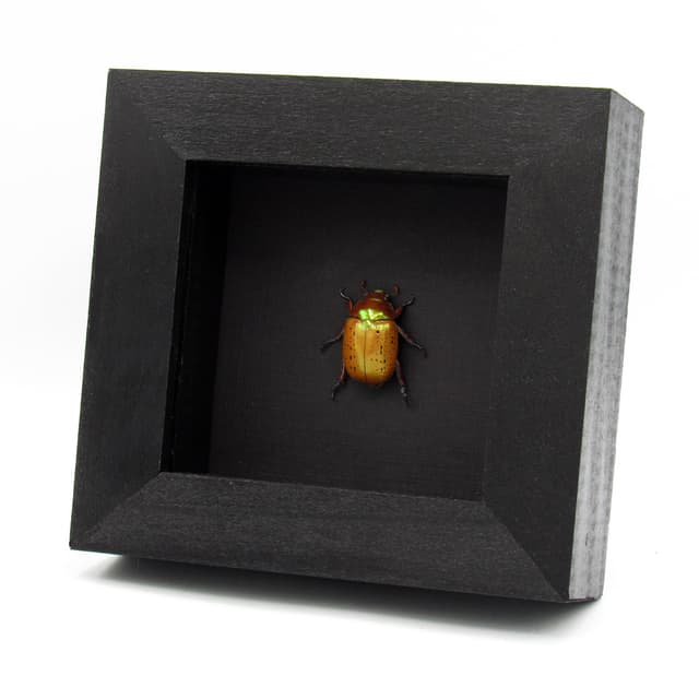 Rare Australian Christmas Scarab beetle framed taxidermy - Anoplognathus porosus
