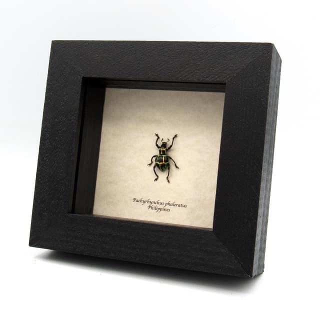 Real metallic weevil beetle framed specimen - Pachyrhynchus phaleratus - large female