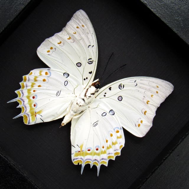 Real Jewel Nawab butterfly framed taxidermy - Polyura delphis concha