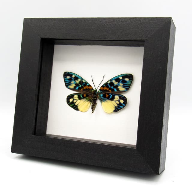 Real metallic Day Flying moth framed taxidermy - Erasmia pulchera chinensis