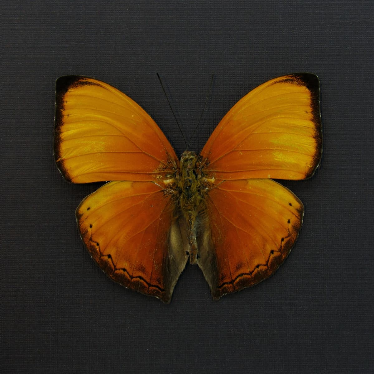 Real Orange Lurid Glider butterfly framed taxidermy - Cymothoe hesiodotus