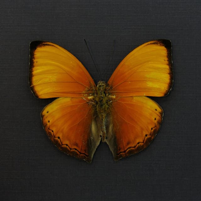 Real Orange Lurid Glider butterfly framed taxidermy - Cymothoe hesiodotus