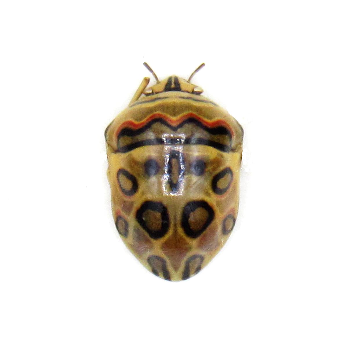 Rare Picasso bug framed taxidermy - Sphaerocoris annulus
