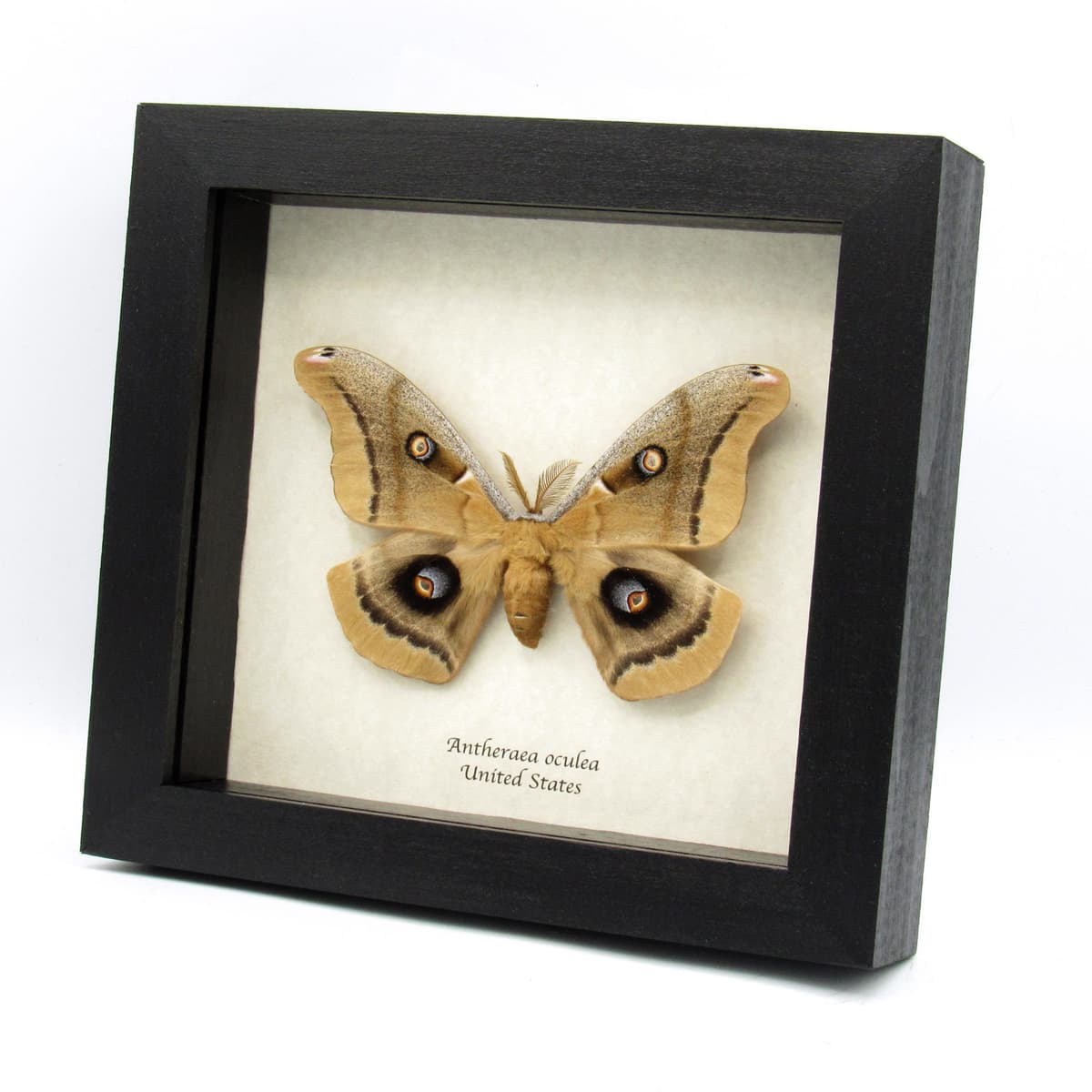 Giant Western Polyphemus moth framed taxidermy - Antheraea oculea