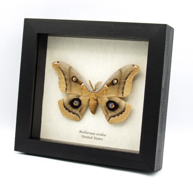 Giant Western Polyphemus moth framed taxidermy - Antheraea oculea
