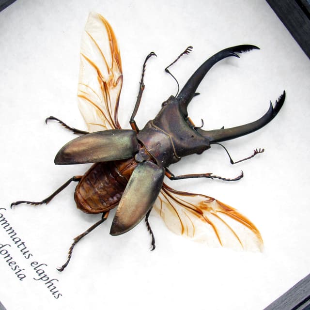Real Stag beetle framed taxidermy - Cyclommatus elaphas