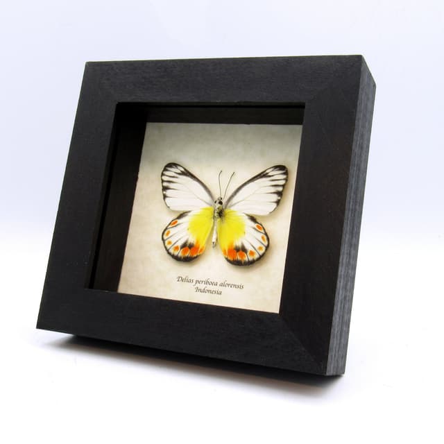 Real Delias butterfly framed taxidermy - Delias periboea alorensis