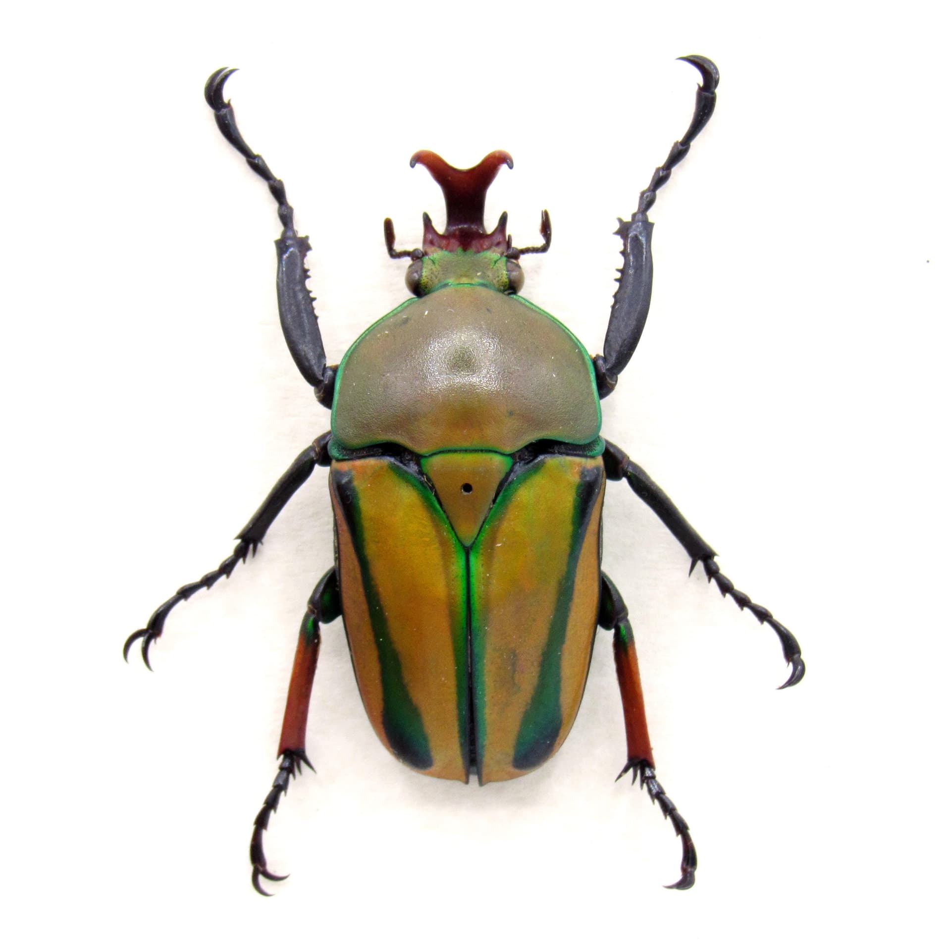 Real yellow Scarab beetle framed specimen - Eudicella gralli