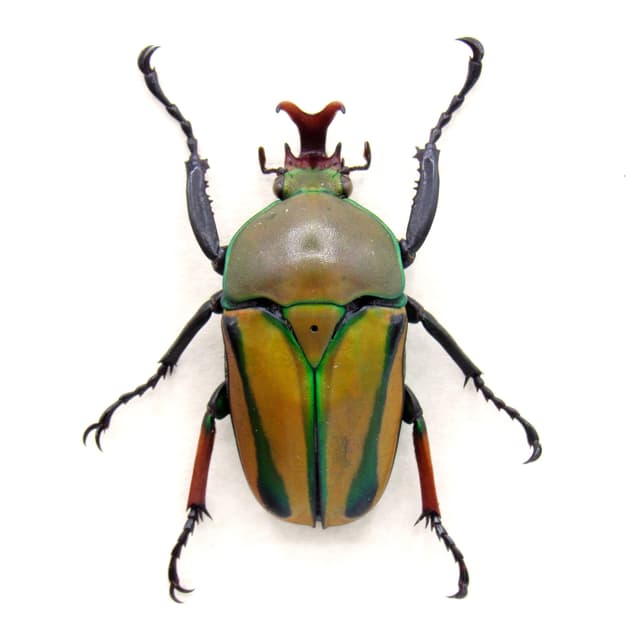 Real yellow Scarab beetle framed specimen - Eudicella gralli