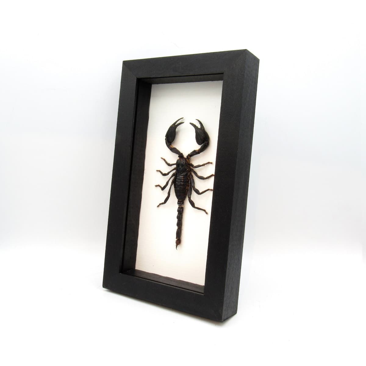 Real scorpion framed - Heterometrus cyaneus - large
