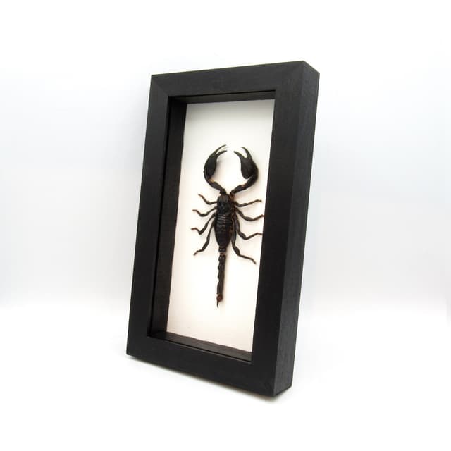 Real scorpion framed - Heterometrus cyaneus - large