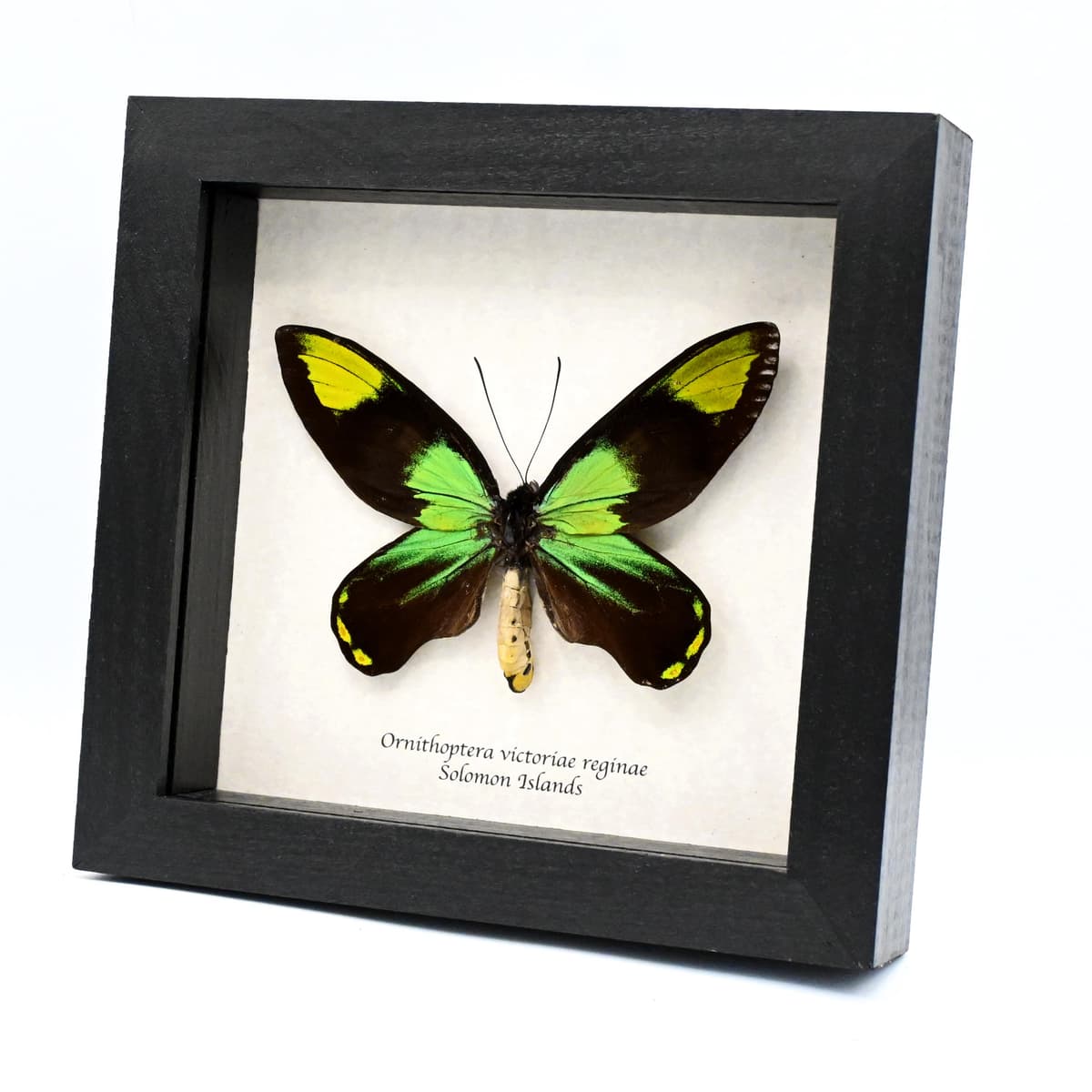 Rare Queen Victoria's Birdwing butterfly specimen - Ornithoptera victoriae reginae
