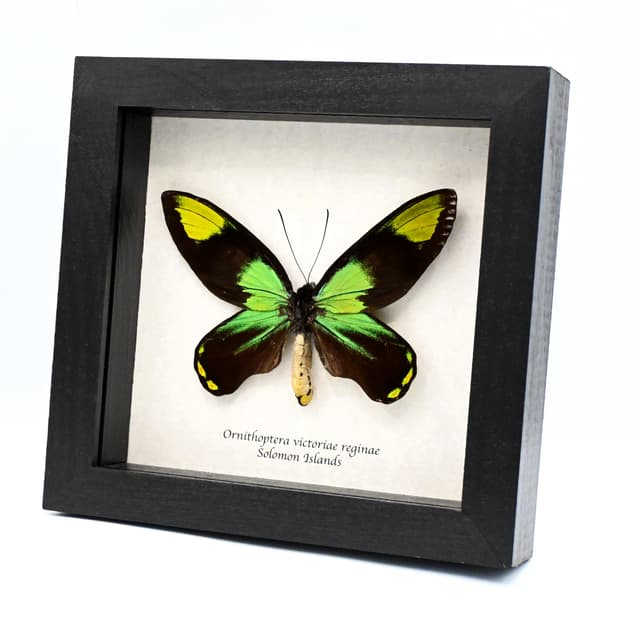 Rare Queen Victoria's Birdwing butterfly specimen - Ornithoptera victoriae reginae