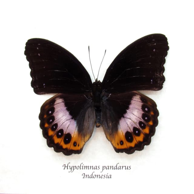 Real purple butterfly framed taxidermy - Hypolimnas pandarus