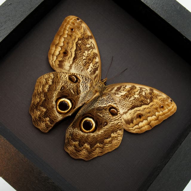 Giant Owl butterfly framed butterfly taxidermy - Caligo memnon