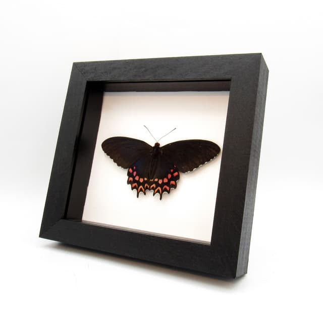 Real iridescent framed butterfly taxidermy - Parides photinus - female - Victorian mount