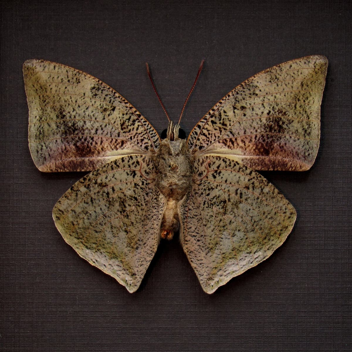 Real stone mimicking butterfly framed taxidermy - Memphis xenocrates