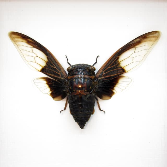 Real Batwing Cicada framed taxidermy - Cryptotympana aquila