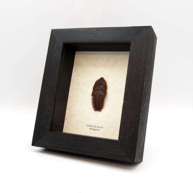 Real Trilobite beetle framed taxidermy - Duliticola species