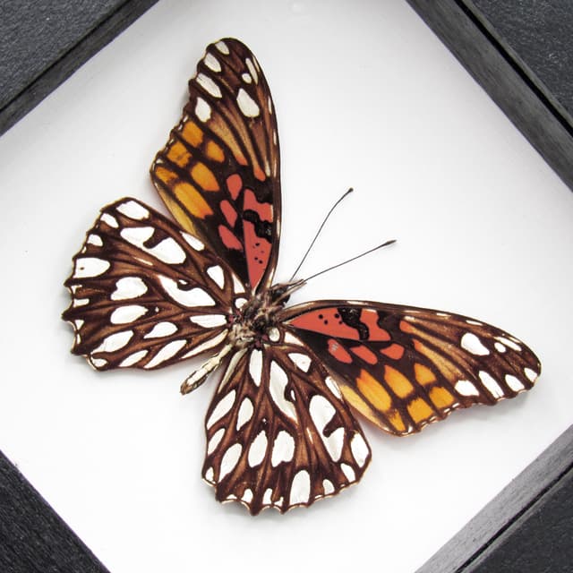 Real metallic silver butterfly framed taxidermy - Dione moneta