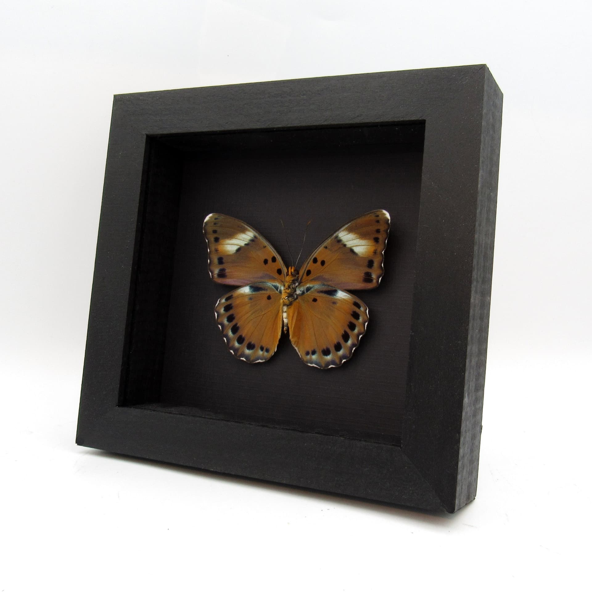 Real Forester butterfly framed taxidermy - Euphaedra fulvofasciata - large female