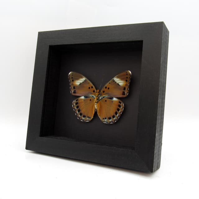 Real Forester butterfly framed taxidermy - Euphaedra fulvofasciata - large female
