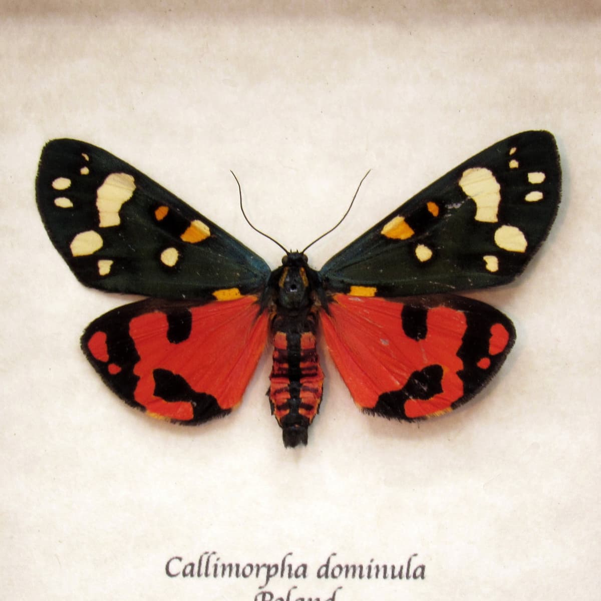 Real Scarlet Tiger moth framed taxidermy - Callimorpha dominula