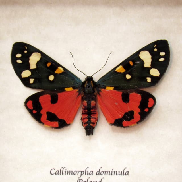 Real Scarlet Tiger moth framed taxidermy - Callimorpha dominula