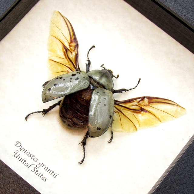 Real XL Western Hercules beetle framed taxidermy - Dynastes grantii - female