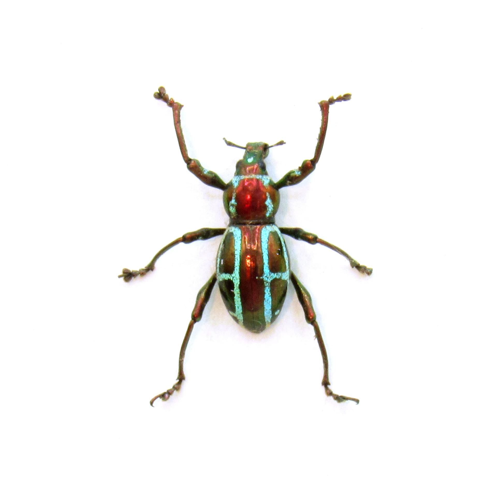 WEEVIL MANIA!  Real metallic red and green weevil framed taxidermy - Pachyrhynchus gloriosus