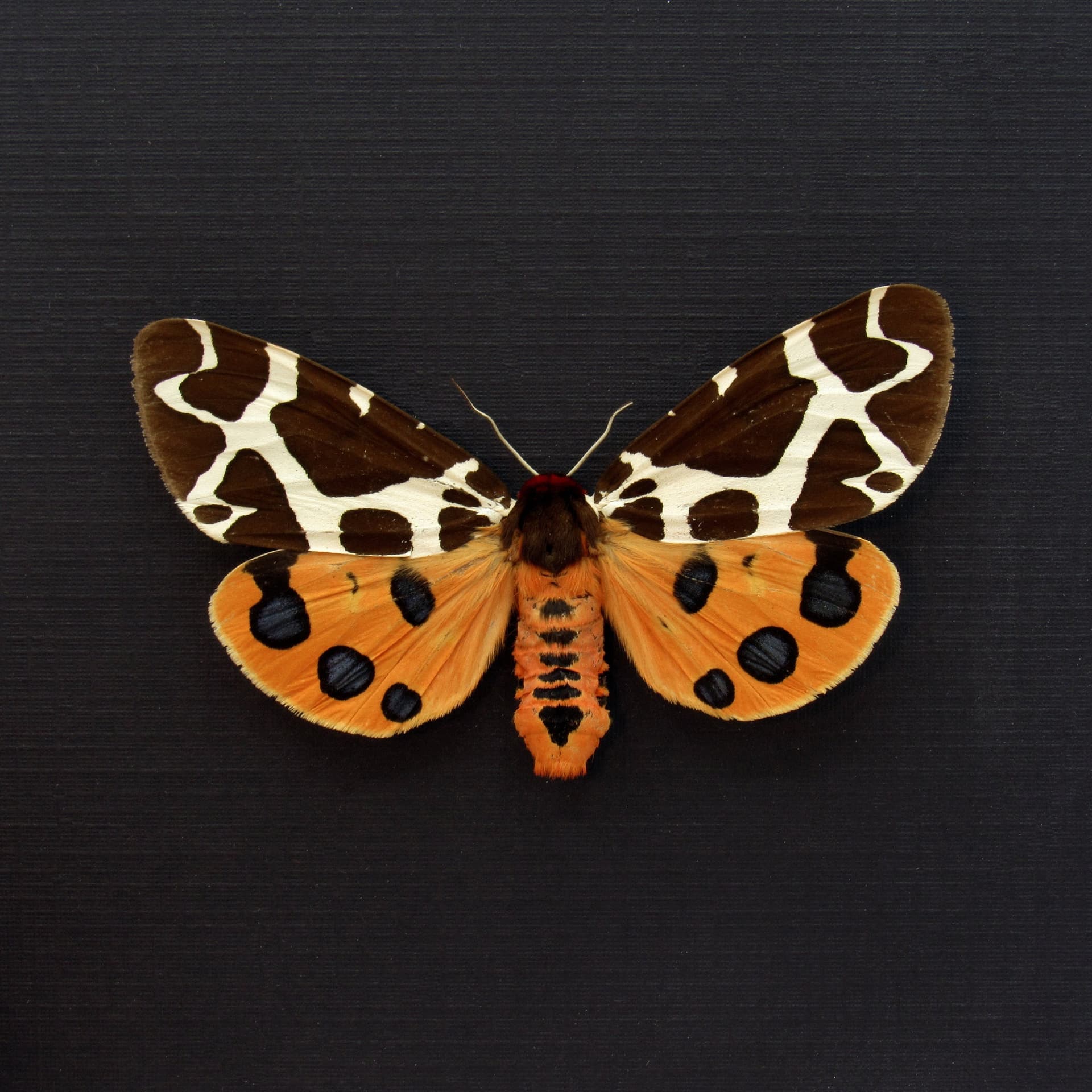 Real Garden Tiger moth framed taxidermy - Arctia caja - large female