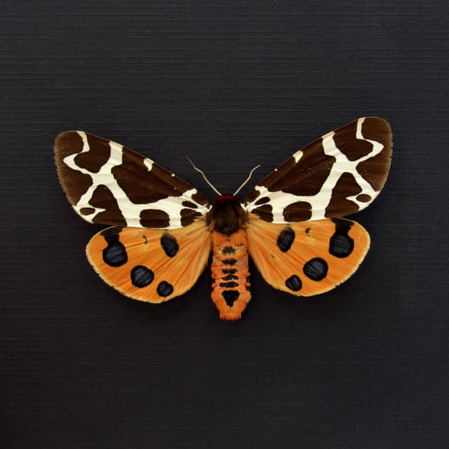 Real Garden Tiger moth framed taxidermy - Arctia caja - large female