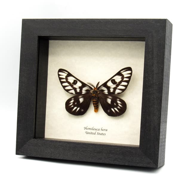 Rare Sagebrush Sheep moth framed taxidermy - Hemileuca hera - dark form - XL