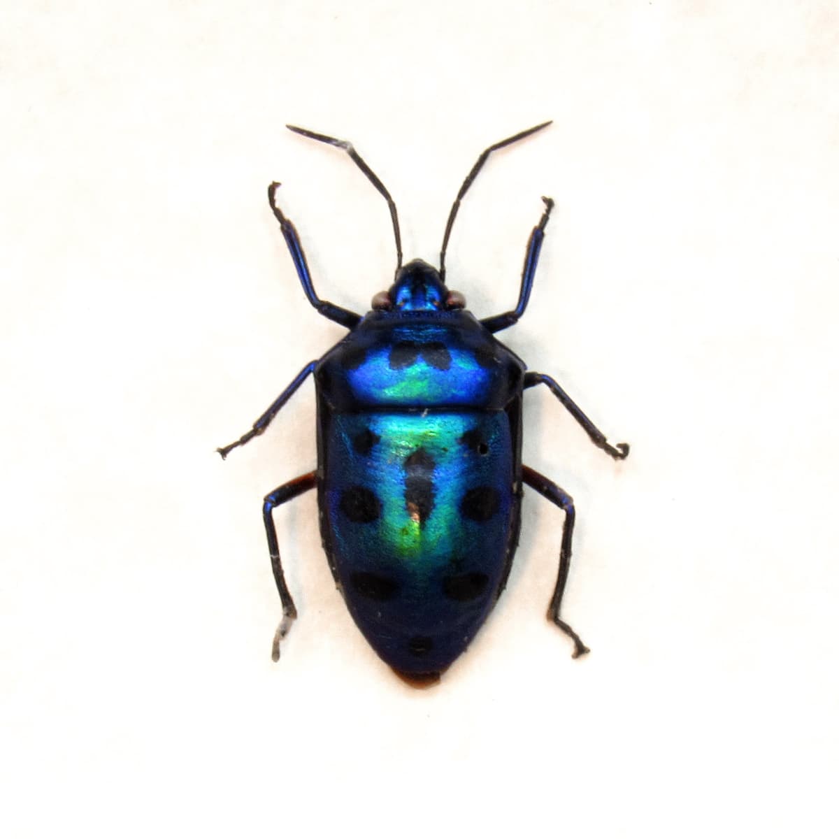 Real blue bug framed taxidermy - Scutelleridae species