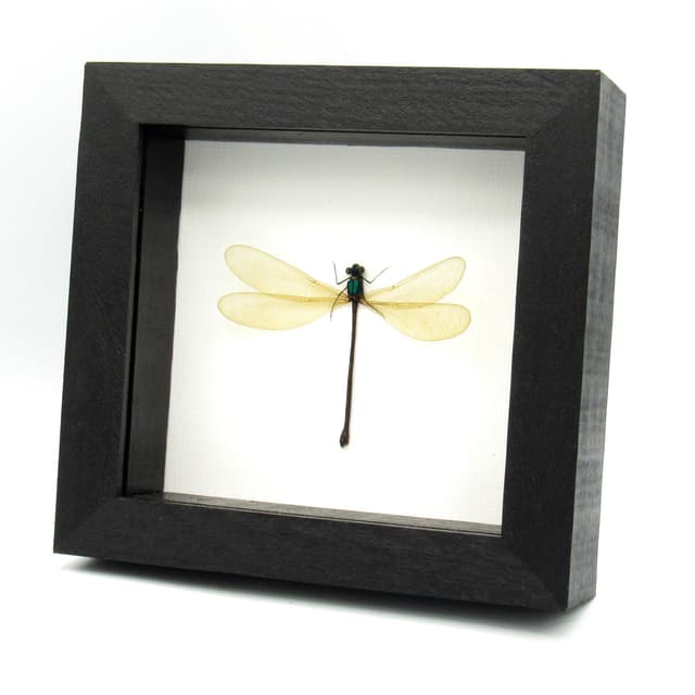 Real large green Dragonfly framed taxidermy - Vestalis luctuosa - female