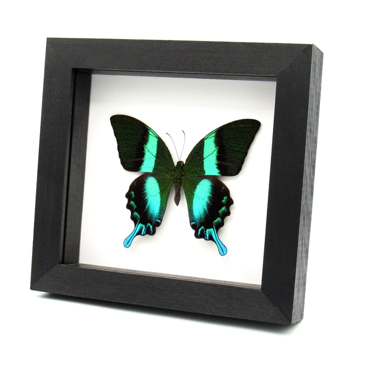 Real Peacock Swallowtail butterfly framed taxidermy - Papilio blumei