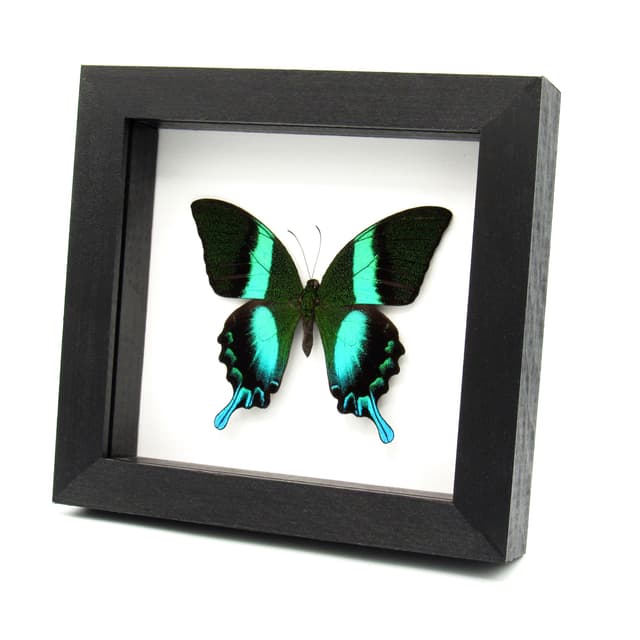 Real Peacock Swallowtail butterfly framed taxidermy - Papilio blumei