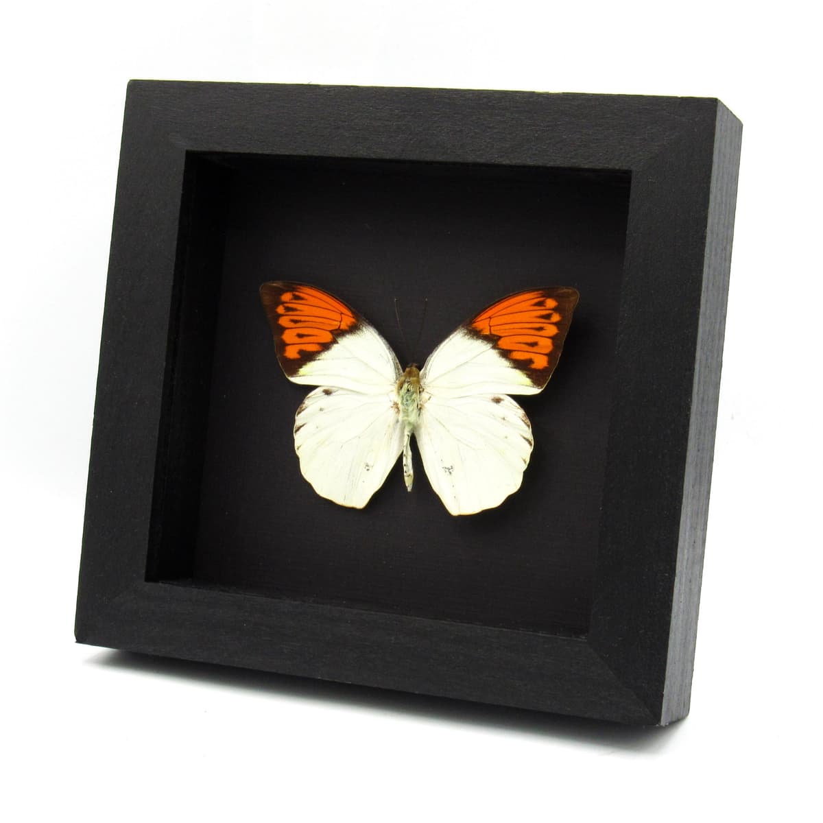 Real Orange Tip butterfly framed taxidermy - Hebomoia glaucippe