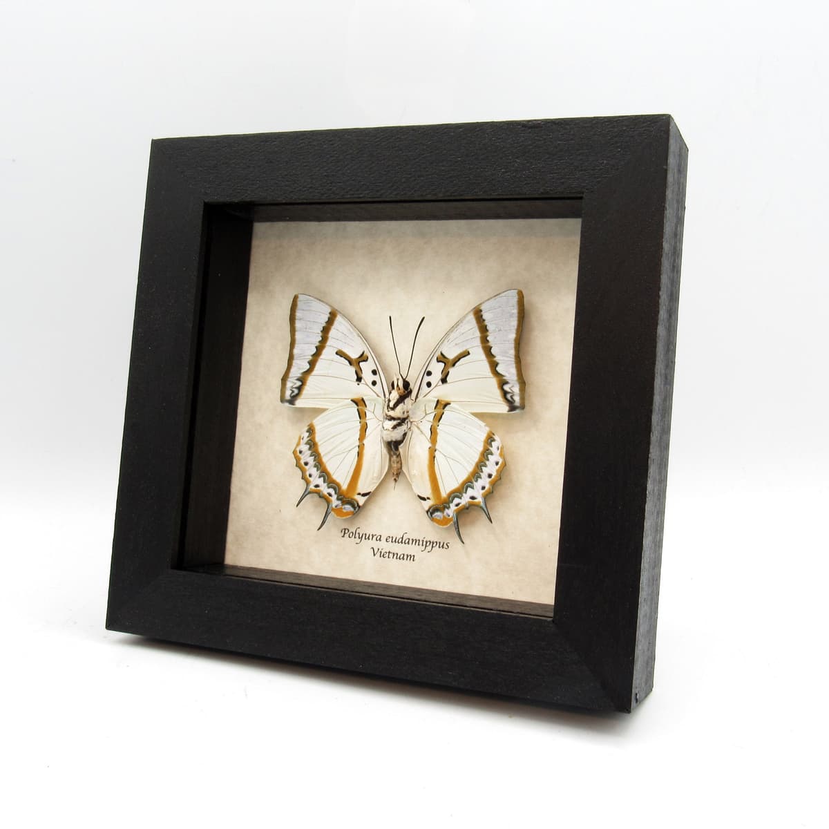 Real pearlescent butterfly framed taxidermy - Polyura eudamippus